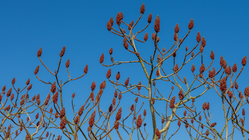 Rhus typhina плоды