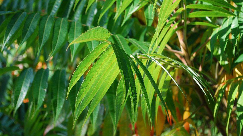 Rhus typhina листья