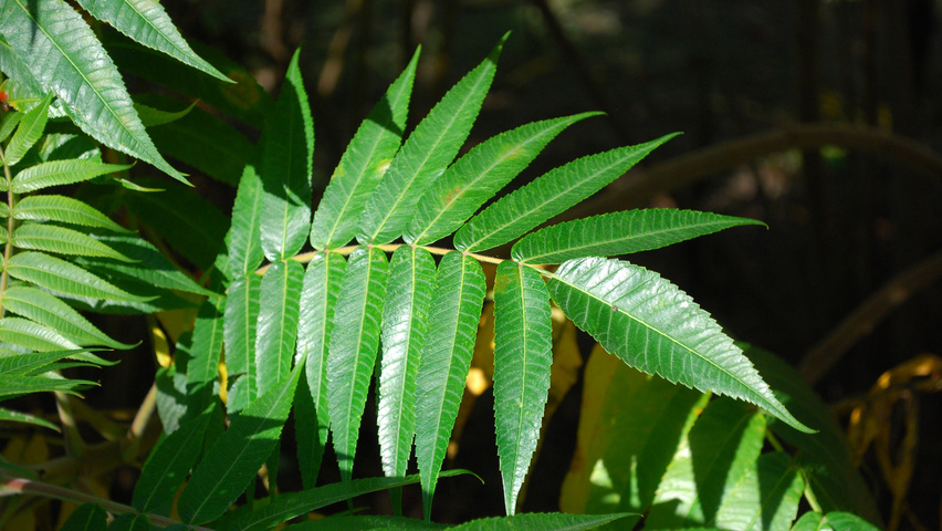 Rhus typhina листья