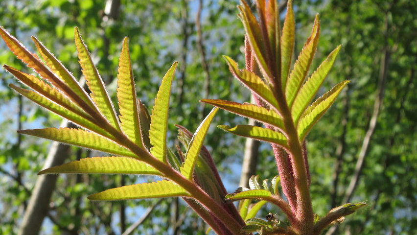 Rhus typhina листья