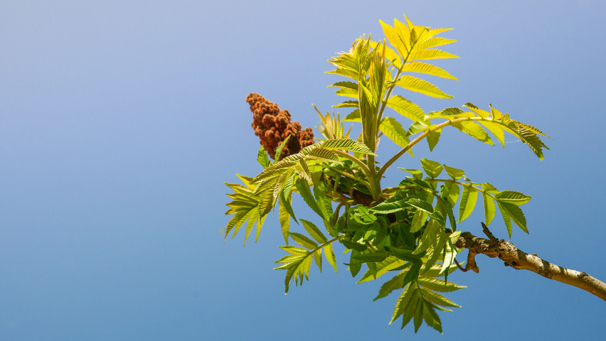 Rhus typhina листья