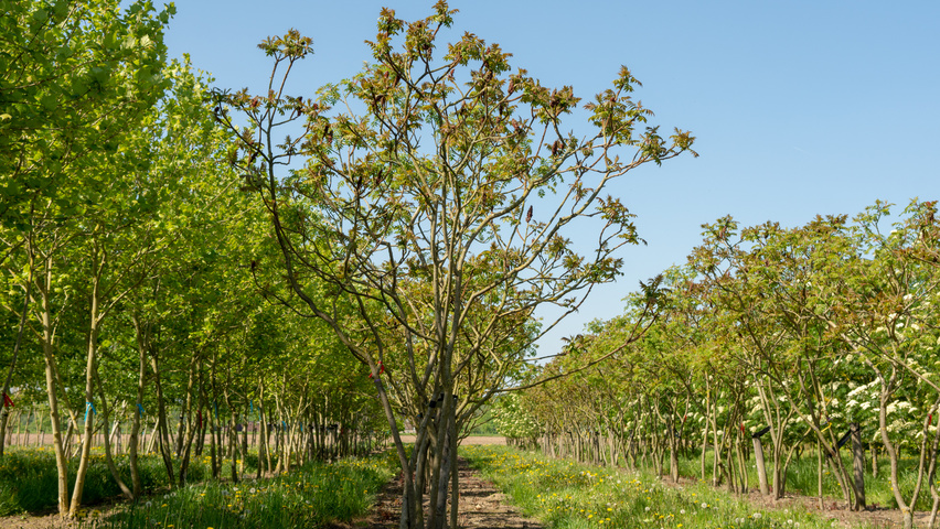 Rhus typhina Многоствольные деревья