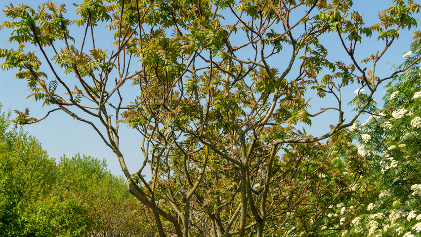 Rhus typhina Многоствольные деревья