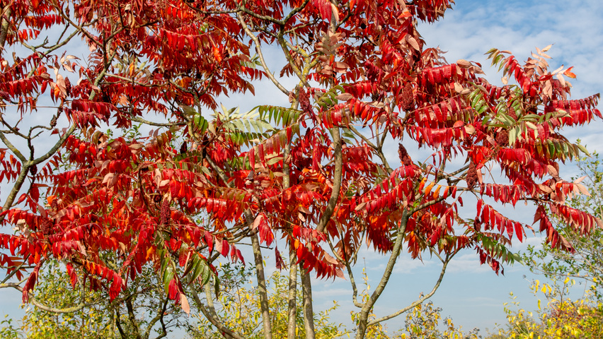 Rhus typhina Многоствольные деревья