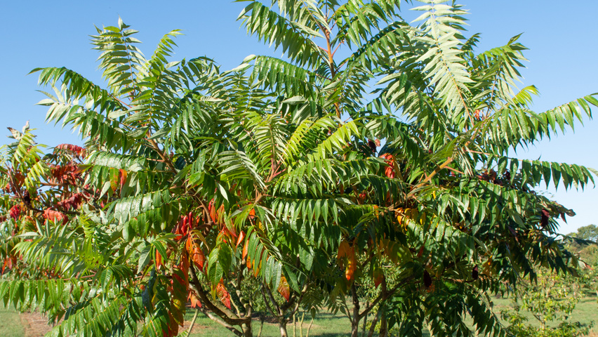 Rhus typhina Многоствольные зонтичные формы