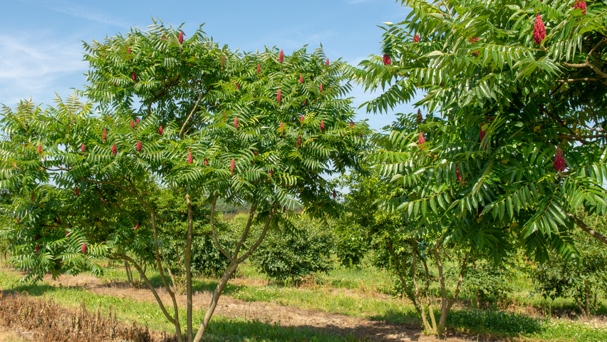 Rhus typhina Многоствольные зонтичные формы