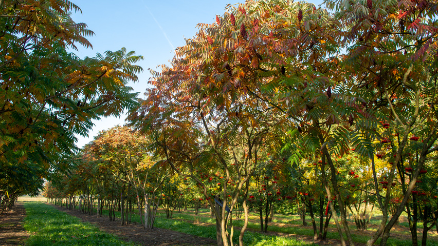 Rhus typhina Многоствольные зонтичные формы