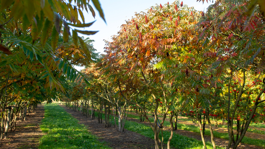 Rhus typhina Многоствольные зонтичные формы