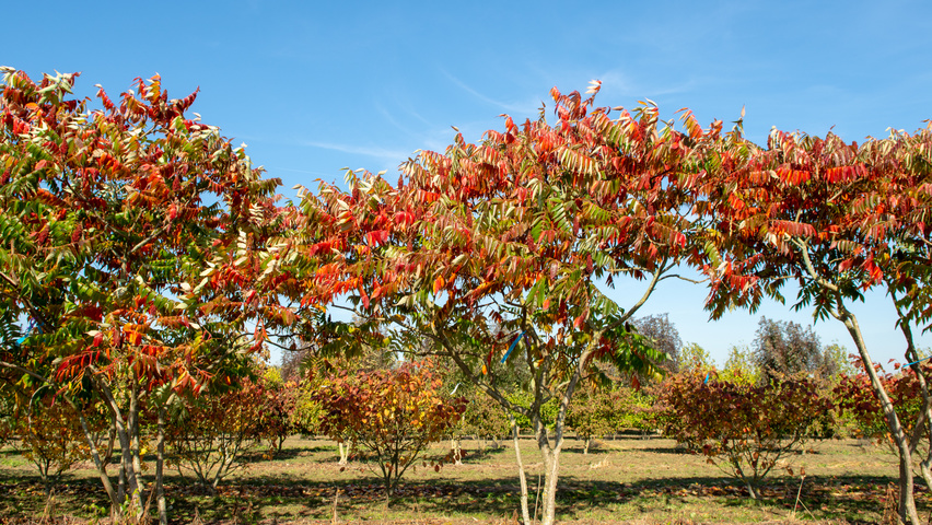 Rhus typhina Многоствольные зонтичные формы