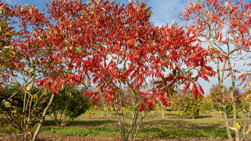 Rhus typhina Многоствольные зонтичные формы