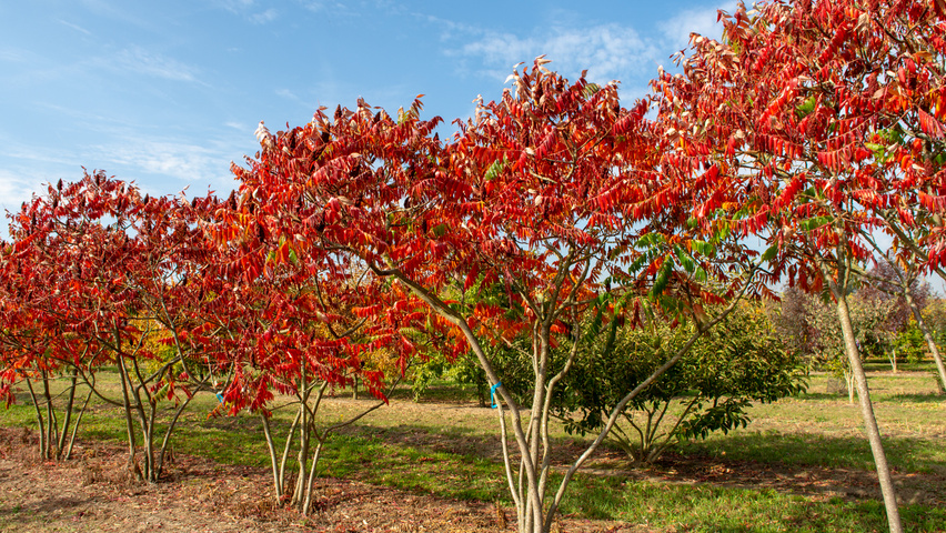 Rhus typhina Многоствольные зонтичные формы