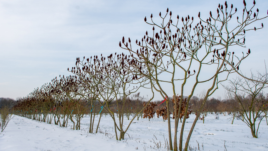 Rhus typhina Многоствольные зонтичные формы