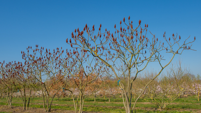 Rhus typhina Многоствольные зонтичные формы
