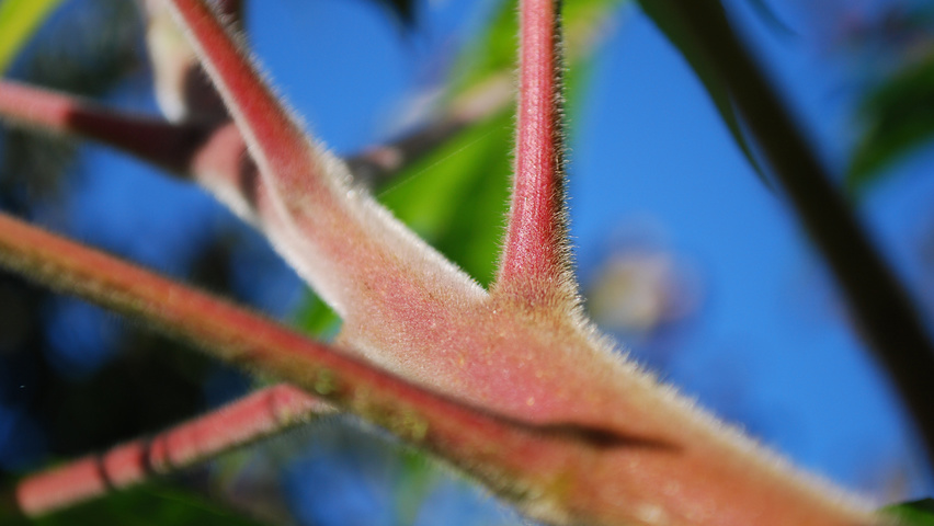 Rhus typhina ветви