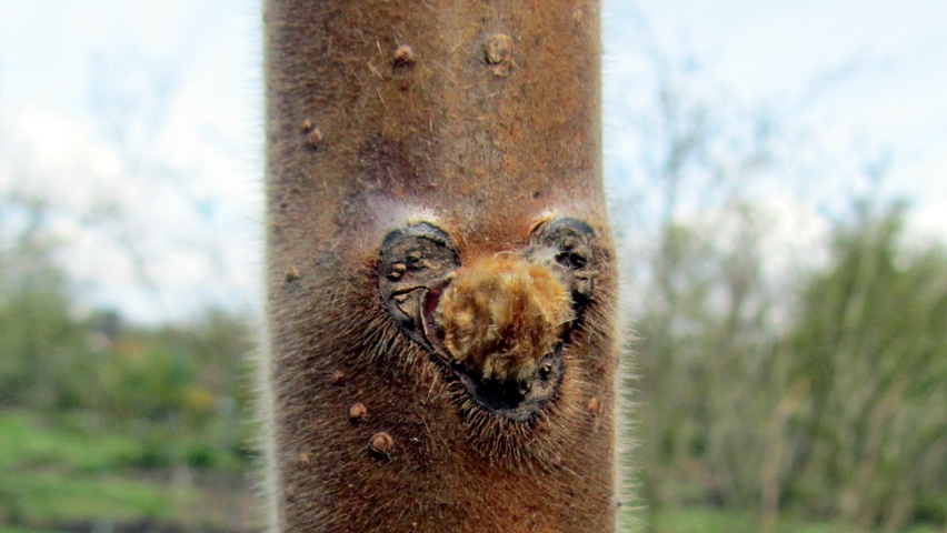 Rhus typhina ветви