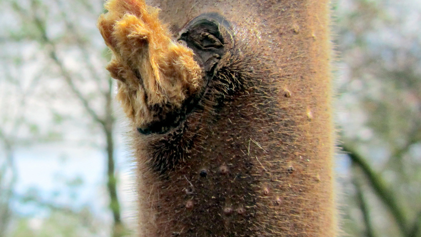 Rhus typhina ветви