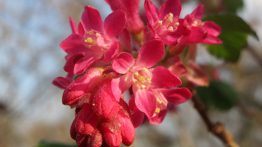 Ribes sanguineum bloem