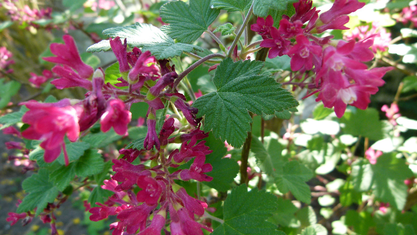 Ribes sanguineum bloem