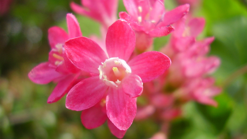 Ribes sanguineum bloem