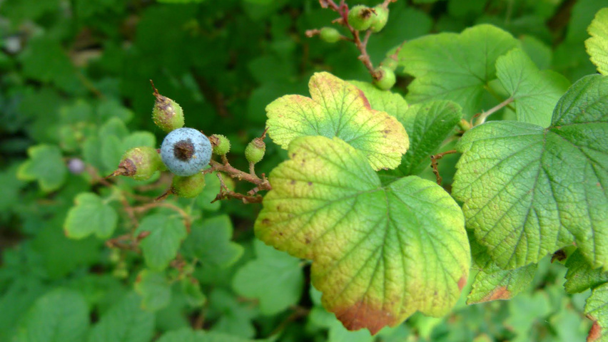 Ribes sanguineum vrucht