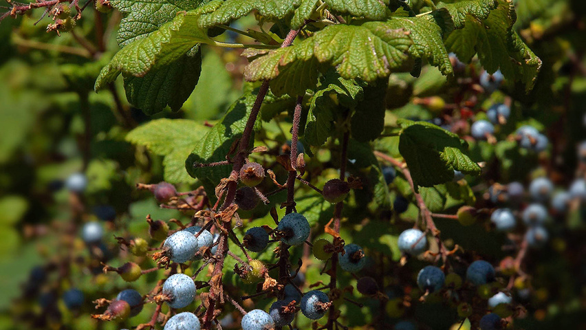 Ribes sanguineum 'King Edward VII' плоды