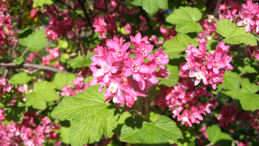 Ribes sanguineum blad