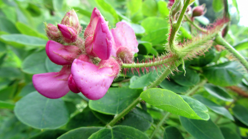 Robinia hispida kwiaty