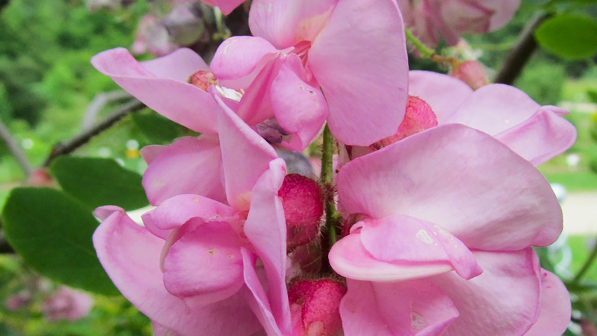 Robinia hispida kwiaty