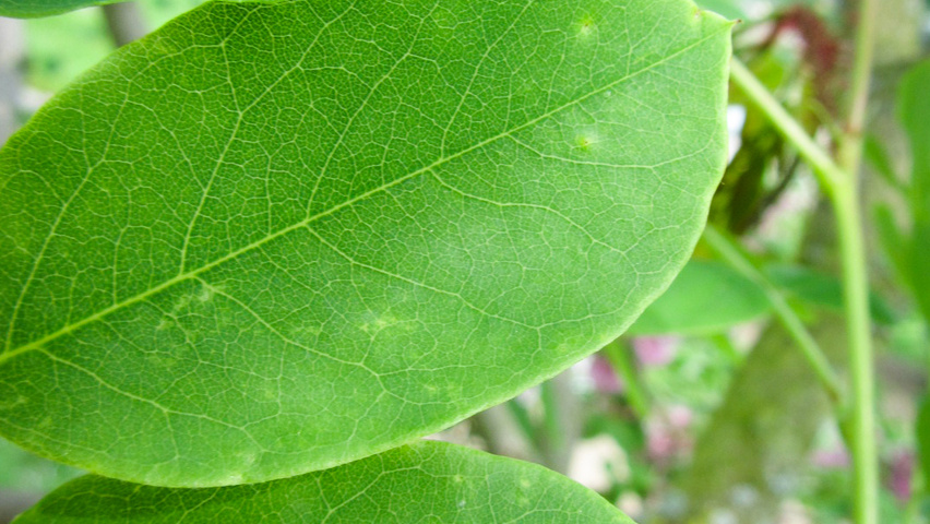 Robinia hispida liście