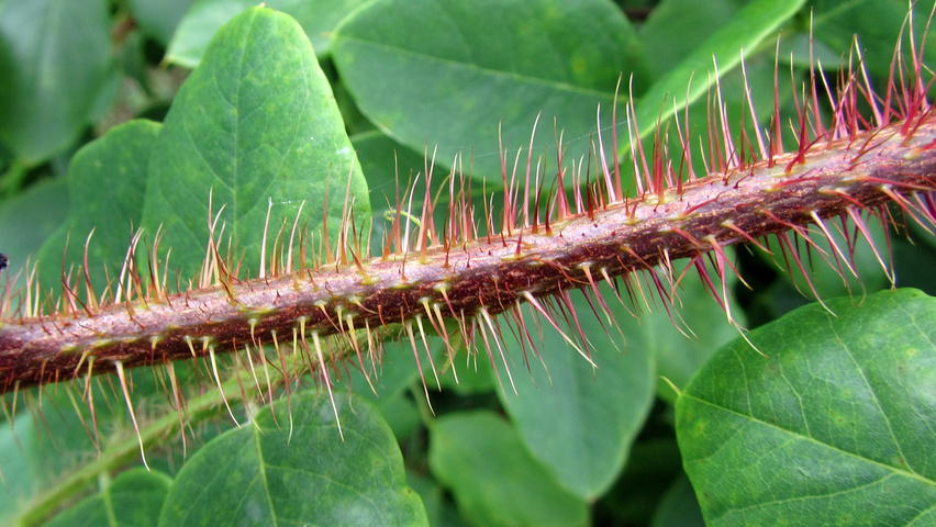 Robinia hispida pędy