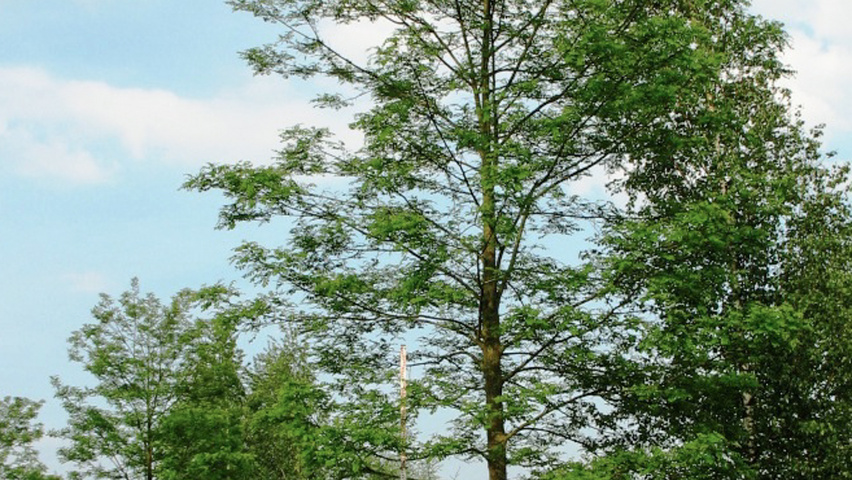 Robinia pseudoacacia 'Appalachia' standard tree