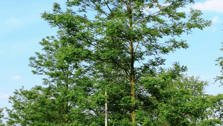 Robinia pseudoacacia 'Appalachia' standard tree