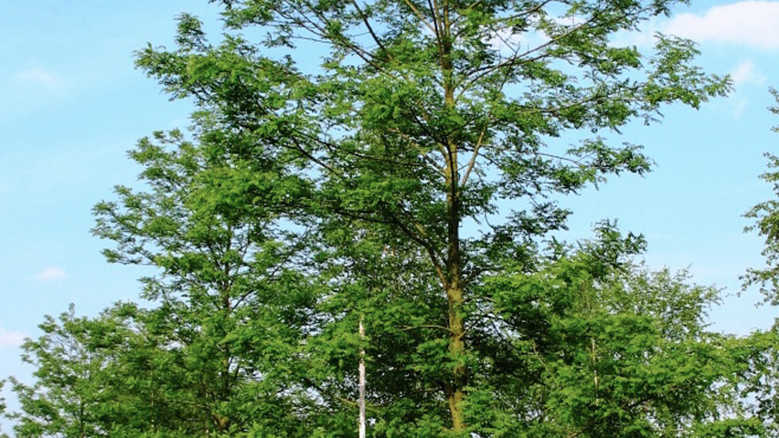 Robinia pseudoacacia 'Appalachia' standard tree