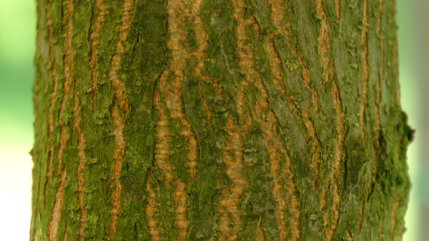 Robinia pseudoacacia kora