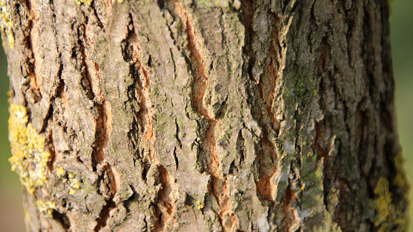 Robinia pseudoacacia 'Bessoniana' bast