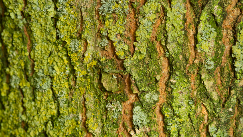 Robinia pseudoacacia 'Bessoniana' bark