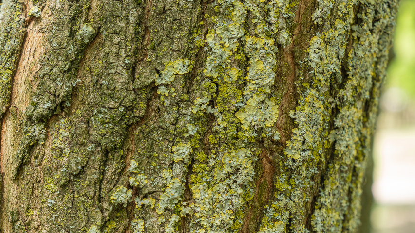 Robinia pseudoacacia 'Bessoniana' bark
