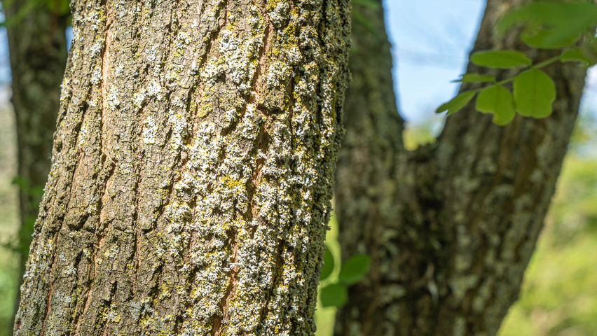 Robinia pseudoacacia 'Bessoniana' bark
