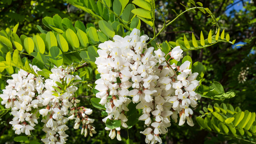 Robinia pseudoacacia 'Bessoniana' flowers