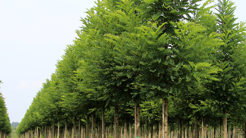 Robinia pseudoacacia 'Bessoniana' hoogstam