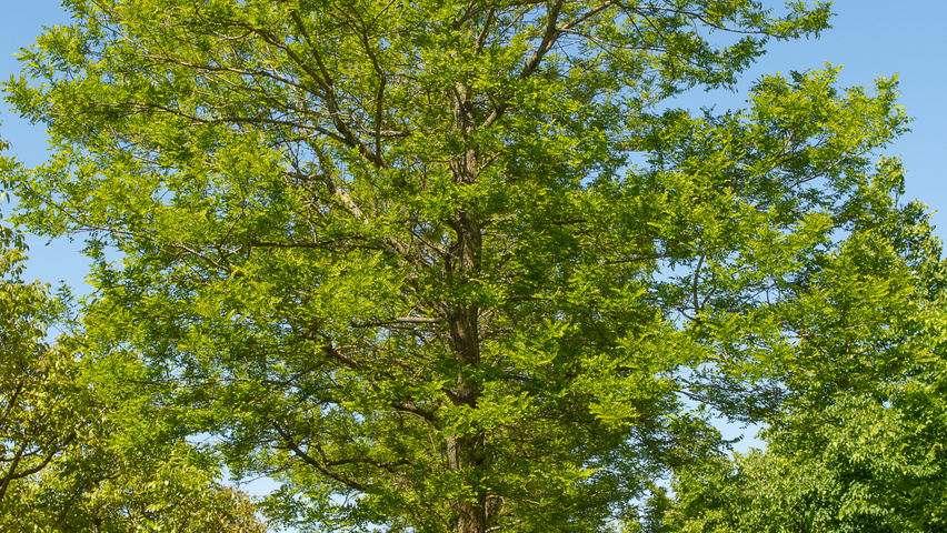 Robinia pseudoacacia 'Bessoniana' standard tree