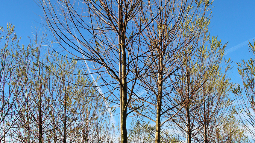 Robinia pseudoacacia 'Bessoniana' hoogstam