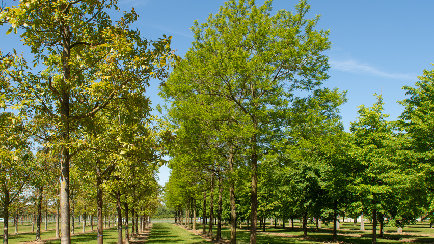 Robinia pseudoacacia 'Bessoniana' standard tree