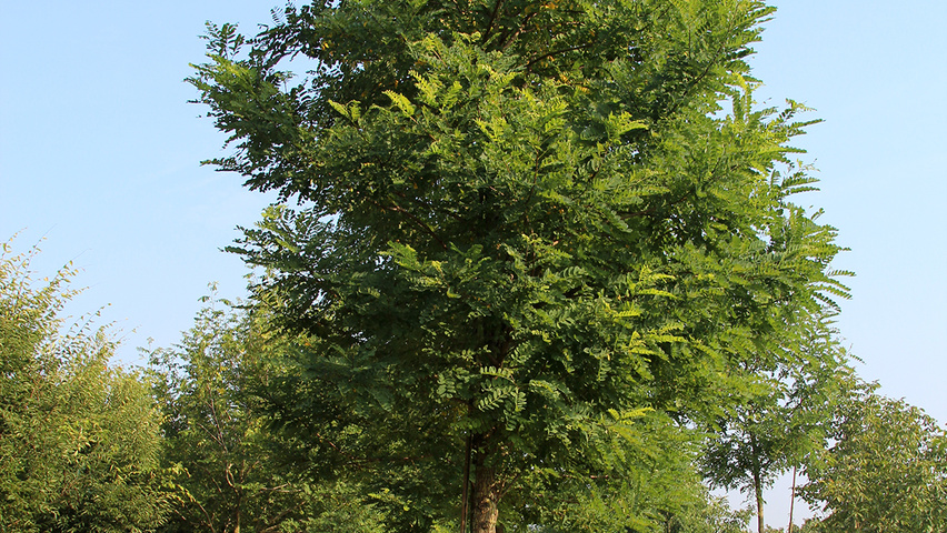 Robinia pseudoacacia 'Bessoniana' hoogstam