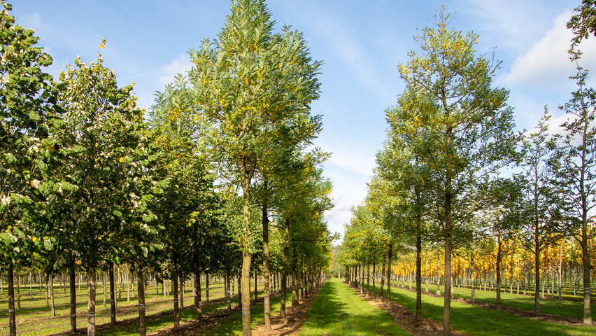 Robinia pseudoacacia 'Bessoniana' standard tree