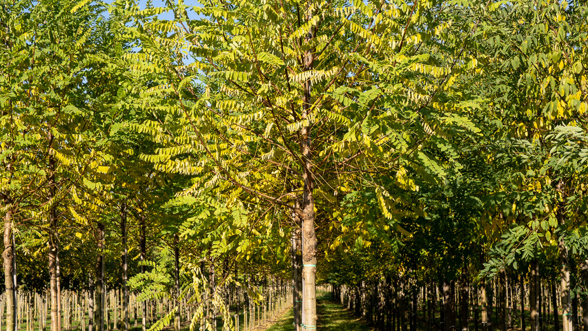 Robinia pseudoacacia 'Bessoniana' standard tree