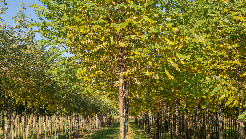 Robinia pseudoacacia 'Bessoniana' standard tree