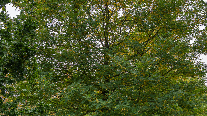 Robinia pseudoacacia 'Bessoniana' standard tree