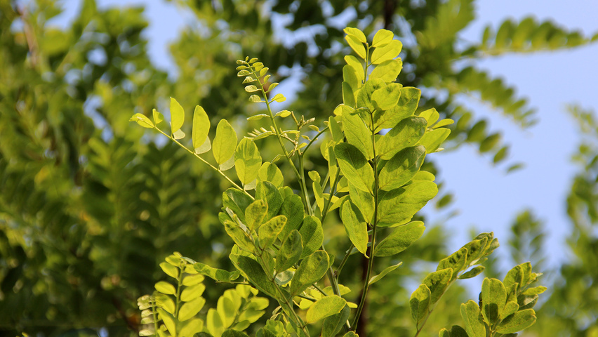 Robinia pseudoacacia 'Bessoniana' blad