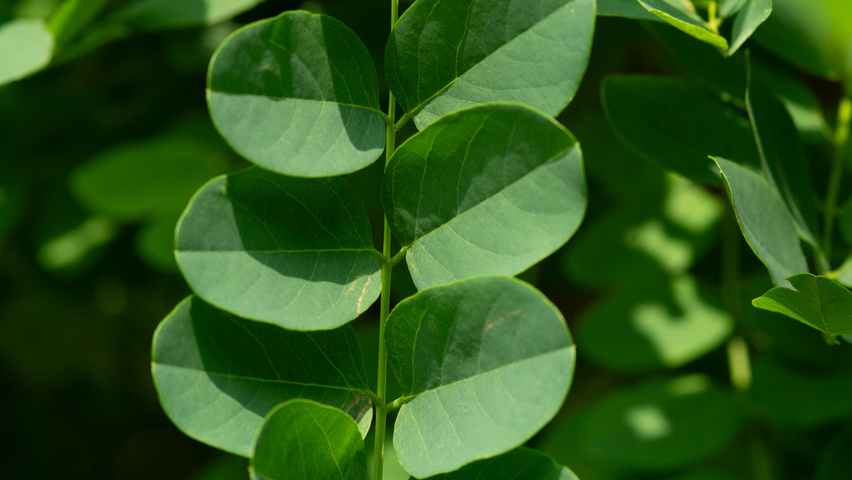 Robinia pseudoacacia 'Bessoniana' leaves
